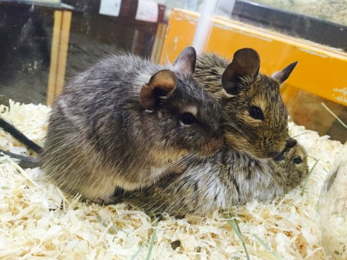 ファイル 2016-02-21 12 02 57