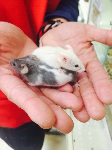 ファイル 2016-02-21 12 02 10