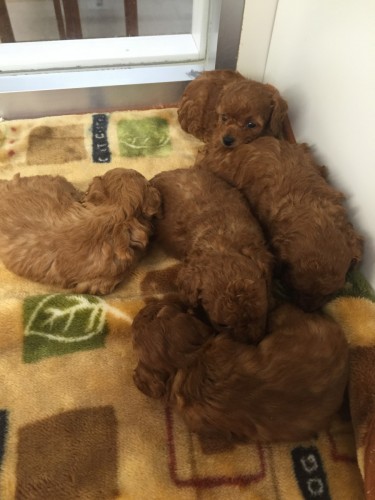 ファイル 2016-02-23 16 33 32