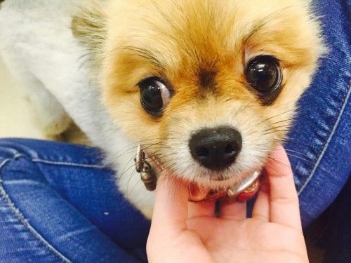 ファイル 2016-02-21 12 01 37