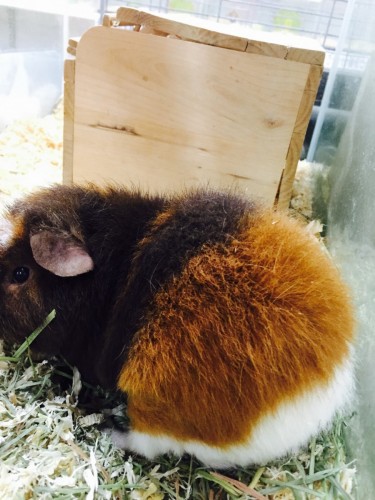 ファイル 2016-02-02 20 46 58