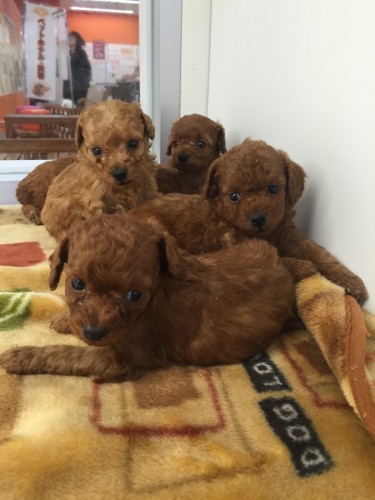 ファイル 2016-02-23 16 33 20