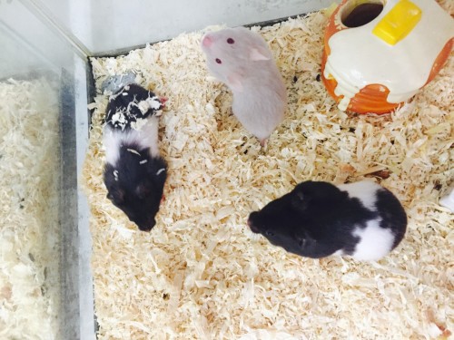 ファイル 2016-02-21 12 04 18