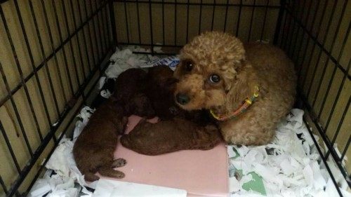 ファイル 2016-02-05 21 10 28