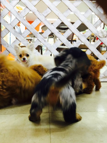 ファイル 2016-02-11 21 36 51