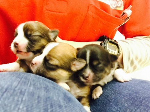 ファイル 2016-02-21 12 00 56