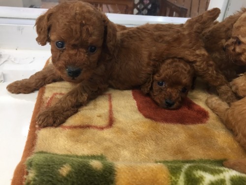 ファイル 2016-02-23 16 33 45