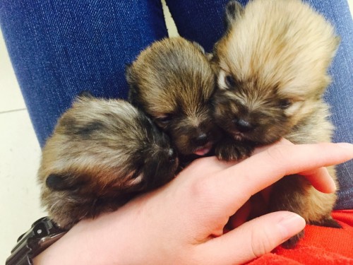 ファイル 2016-02-21 12 01 15