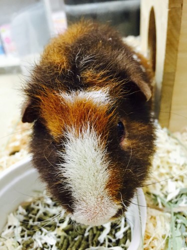 ファイル 2016-02-02 20 41 27