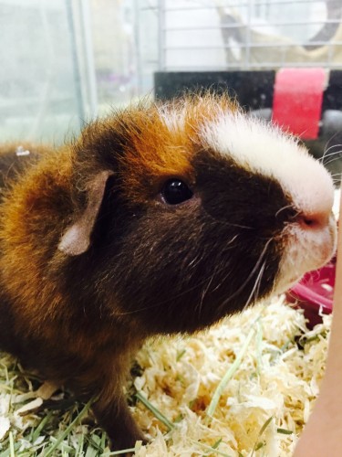 ファイル 2016-02-02 20 45 34