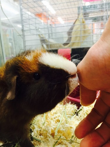 ファイル 2016-02-02 20 46 01