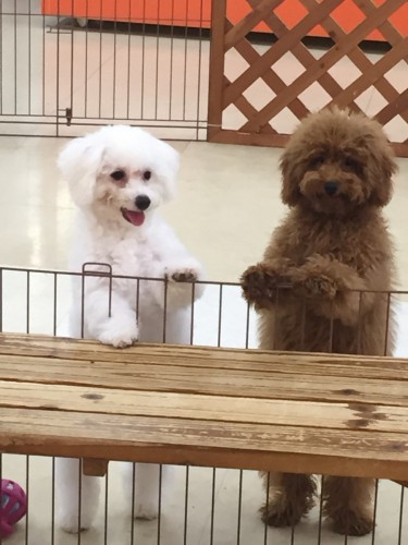 写真 2016-03-04 17 29 17