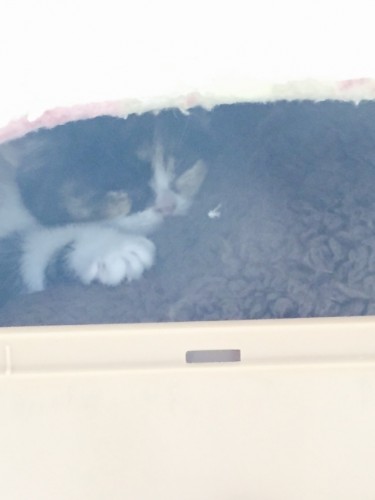 写真 2016-03-04 16 21 49