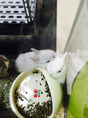 ファイル 2016-03-15 16 11 01