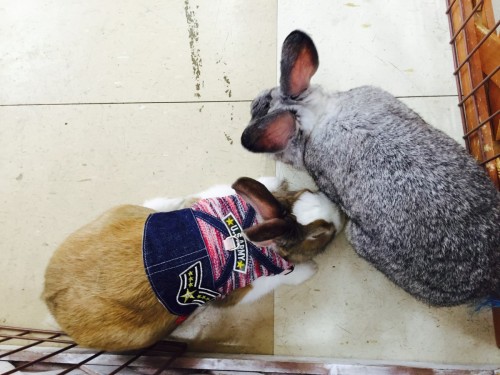 ファイル 2016-03-27 19 01 28