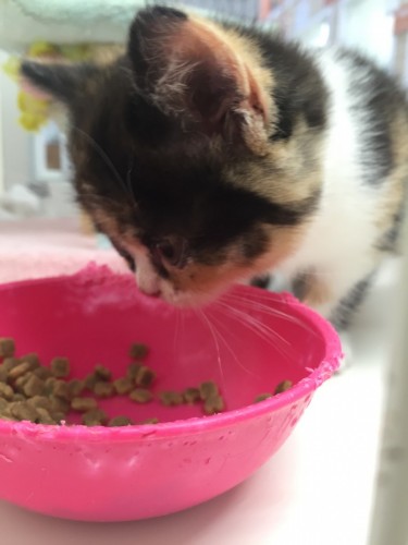 写真 2016-03-04 17 30 47