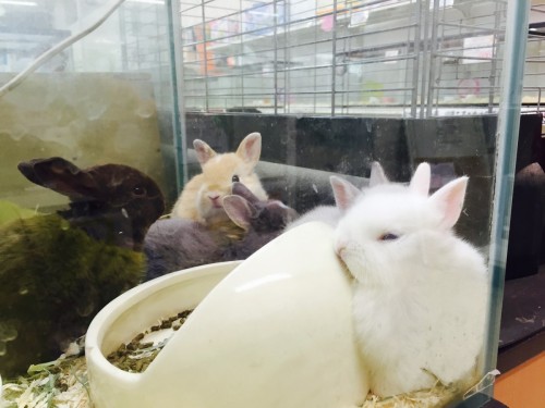 ファイル 2016-03-15 16 11 26