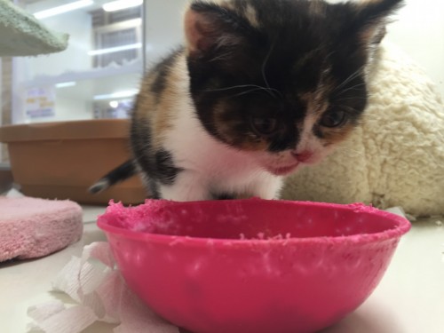 写真 2016-03-04 17 31 10