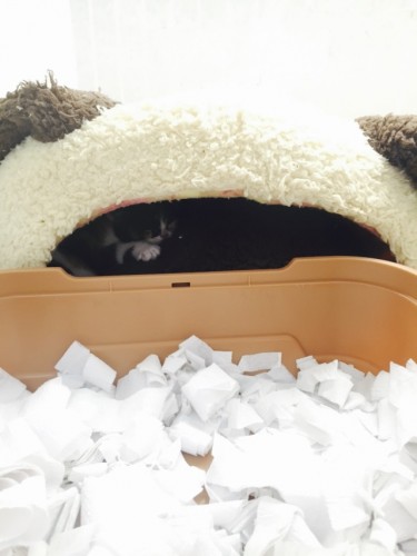 写真 2016-03-04 16 21 43