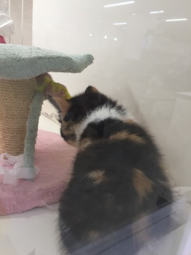 写真 2016-03-04 17 29 33