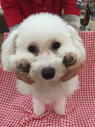 ファイル 2016-03-03 18 59 16