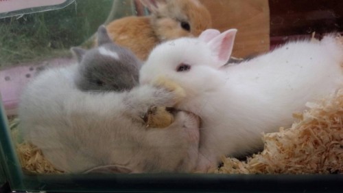 写真 2016-03-24 19 31 22