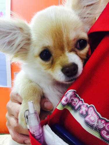 ファイル 2016-03-03 18 52 33