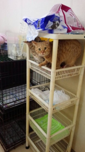 写真 2016-03-24 19 31 24