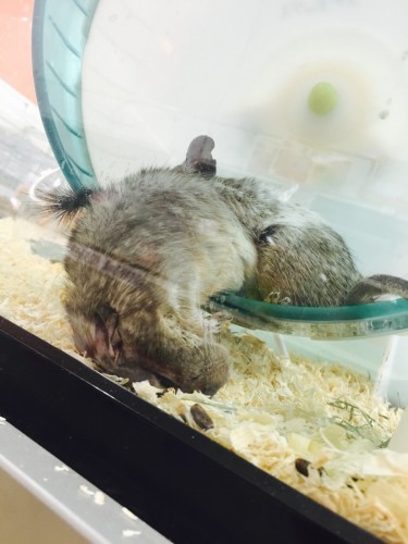 ファイル 2016-03-15 16 34 04