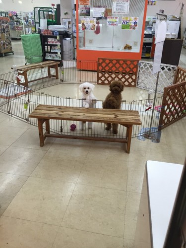 写真 2016-03-04 17 29 13