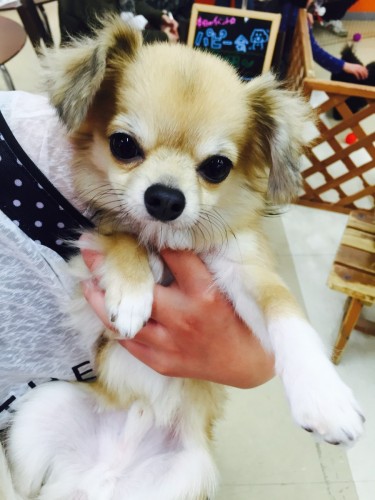 ファイル 2016-03-13 18 19 24