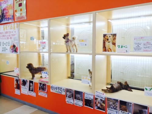 写真 2016-04-01 11 49 21