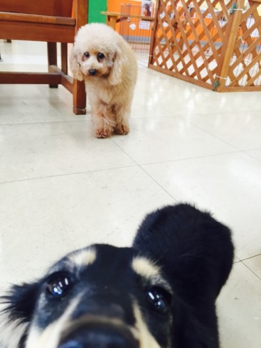 写真 2016-04-01 11 47 38