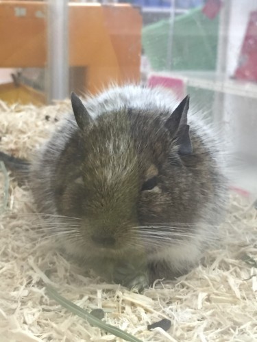 写真 2016-04-20 17 17 27