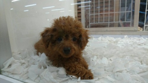 ファイル 2016-04-17 19 51 21