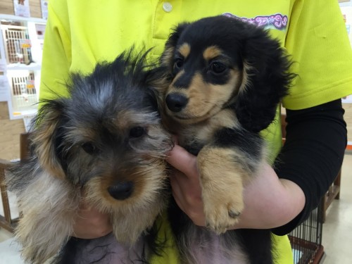 ファイル 2016-04-24 18 55 48