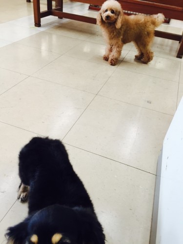 写真 2016-04-01 11 47 20