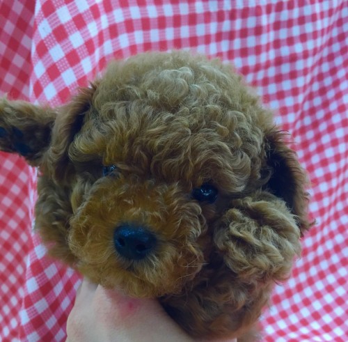 ファイル 2016-04-26 18 41 04