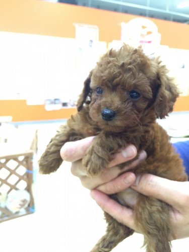 ファイル 2016-04-11 19 05 23