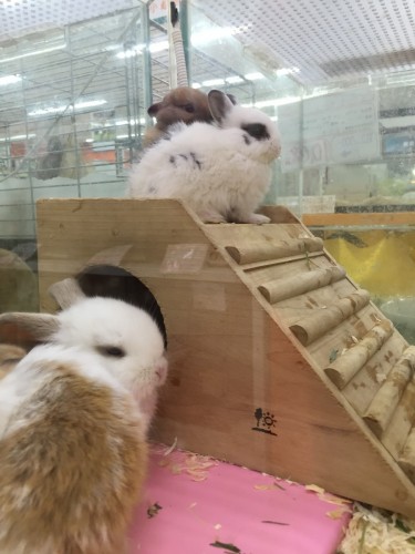 ファイル 2016-04-30 20 40 13