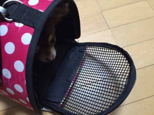 写真 2016-04-25 17 46 22