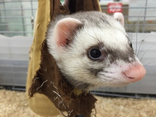 ファイル 2016-04-11 19 05 53