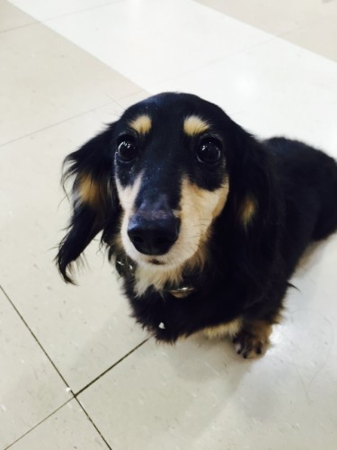 写真 2016-04-01 11 47 08