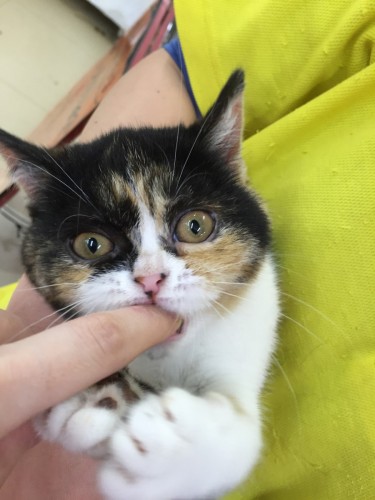 ファイル 2016-04-24 19 03 23