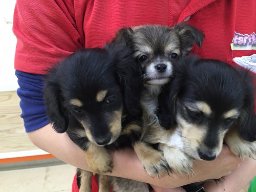 ファイル 2016-04-11 19 04 54