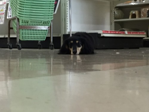 写真 2016-04-19 16 20 18