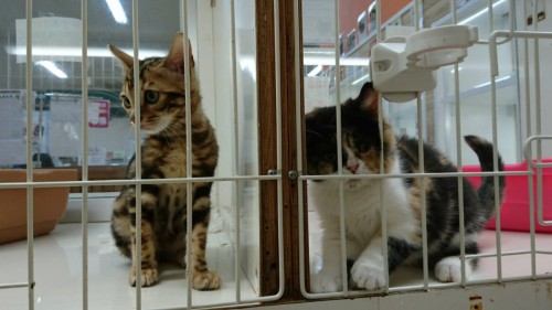 ファイル 2016-04-17 19 50 51