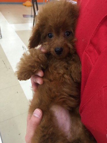 ファイル 2016-04-24 18 54 01