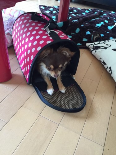 写真 2016-04-25 17 46 24