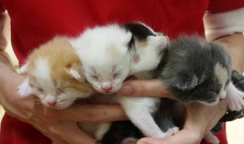 ファイル 2016-04-08 21 04 47